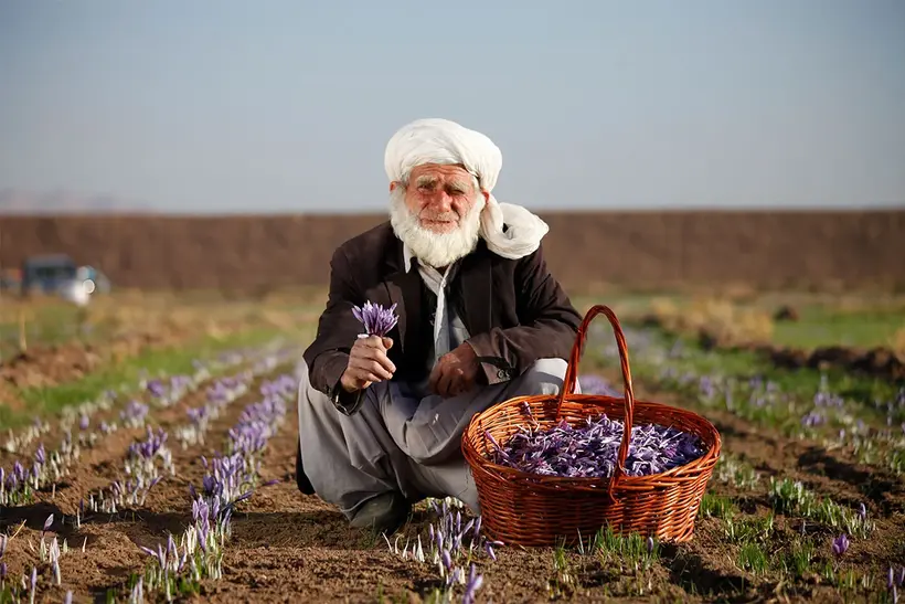 مقایسه کامل زعفران افغانستان و ایران؛ کدام بهتر است؟ 5 یک پیرمرد با دستار و لباس محلی، نشسته در یک مزرعه زعفران