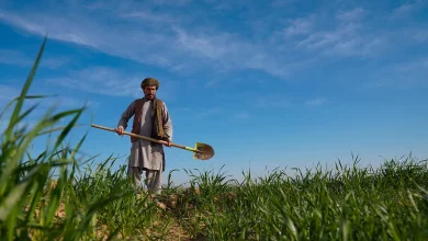 زراعت افغانستان، ستون فقرات اقتصاد کشور 57 یک مرد افغان با بیل در زمین کشاورزی