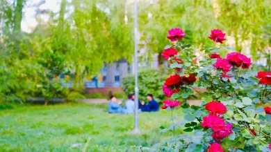 پارک ترقی هرات؛ قلب تپنده شبهای شهر 18 بوته گل رز در پارک ترقی هرات