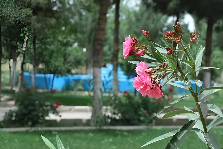 باغ کامگار؛ راهنمای بازدید از فضای سبز آرام مزار شریف 5 محوطهی پارک پروژه تفریحی اس، نزدیک باغ کامگار مزار شریف