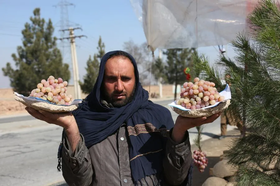 کنگینه انگور؛ روش هوشمندانه نگهداری انگور تازه 7 مردی درحال فروش کنگینه انگور افغانستان